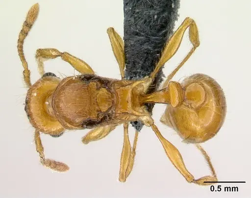 Tetramorium norvigi specimen CASENT0038403 image casent0038403_1