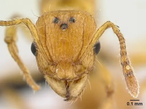 Tetramorium norvigi specimen CASENT0038403 image casent0038403_2