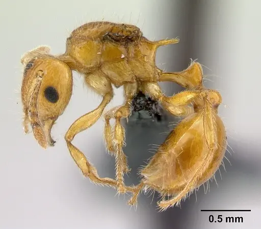 Tetramorium norvigi specimen CASENT0038403 image casent0038403_3