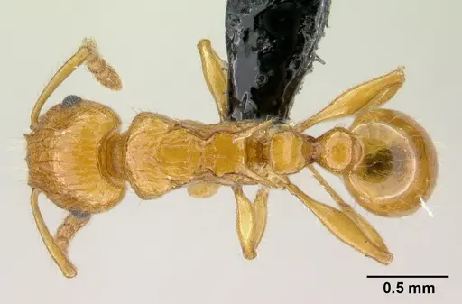 Tetramorium norvigi specimen CASENT0489037 image casent0489037_1