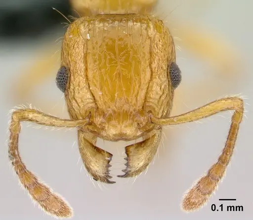 Tetramorium norvigi specimen CASENT0489037 image casent0489037_2