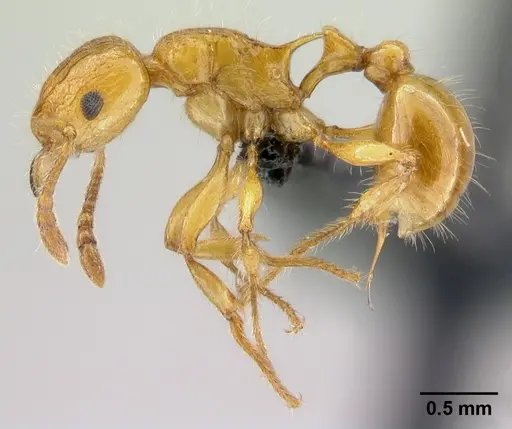 Tetramorium norvigi specimen CASENT0489037 image casent0489037_3