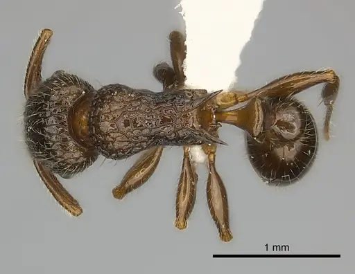 Tetramorium nosybe specimen CASENT0404430 image casent0404430_1