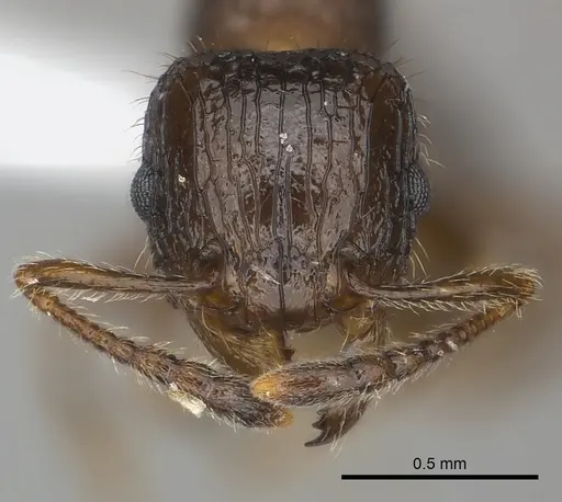 Tetramorium nosybe specimen CASENT0404430 image casent0404430_2
