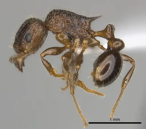 Tetramorium nosybe specimen CASENT0404430 image casent0404430_3