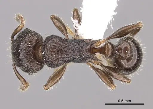 Tetramorium nosybe specimen CASENT0422207 image casent0422207_1