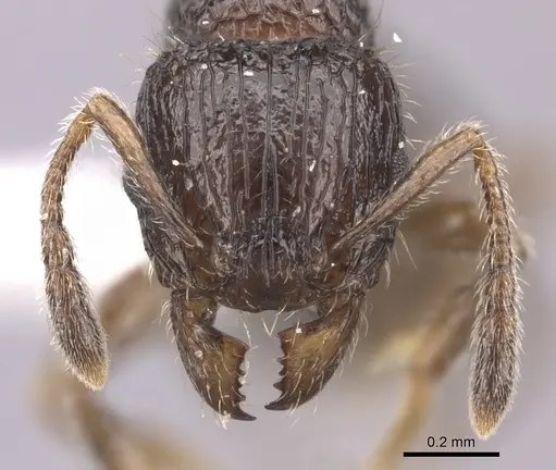 Tetramorium nosybe specimen CASENT0422207 image casent0422207_2