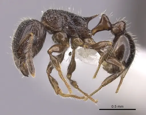 Tetramorium nosybe specimen CASENT0422207 image casent0422207_3