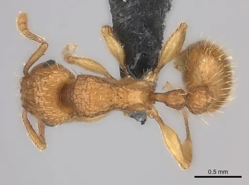 Tetramorium notiale specimen CASENT0066862 image casent0066862_1
