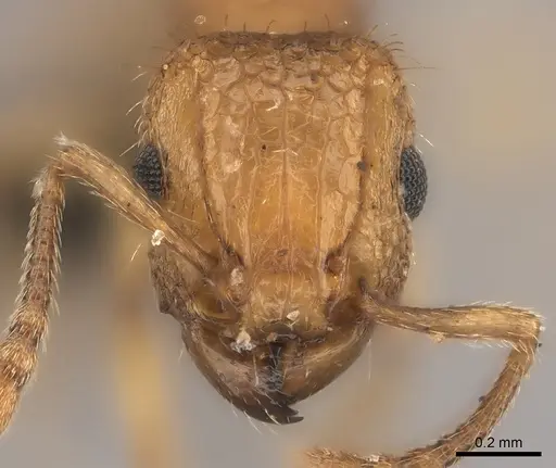 Tetramorium notiale specimen CASENT0066862 image casent0066862_2