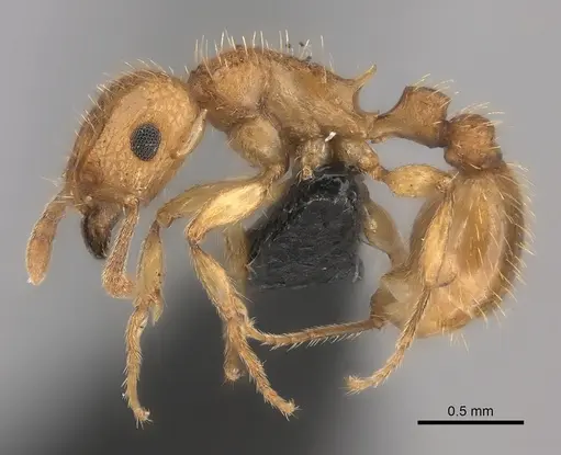 Tetramorium notiale specimen CASENT0066862 image casent0066862_3