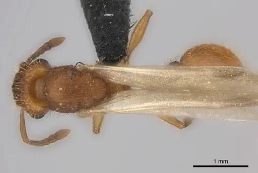 Tetramorium notiale specimen CASENT0066962 image casent0066962_1