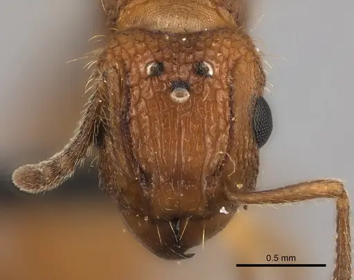 Tetramorium notiale specimen CASENT0066962 image casent0066962_2