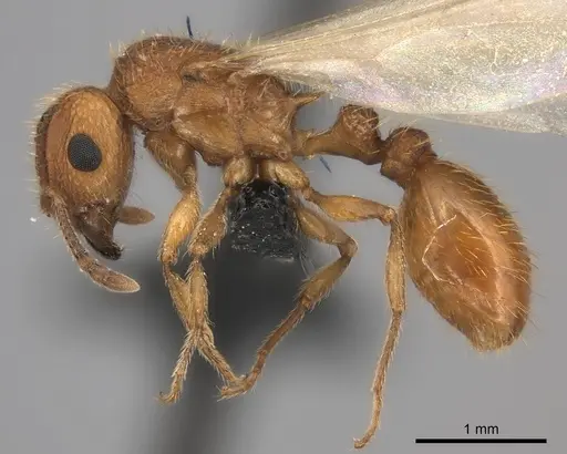 Tetramorium notiale specimen CASENT0066962 image casent0066962_3