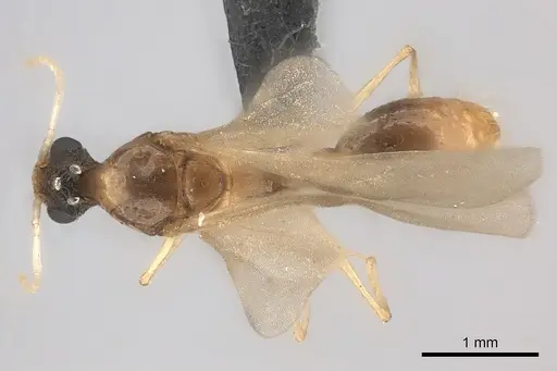 Tetramorium notiale specimen CASENT0235000 image casent0235000_1
