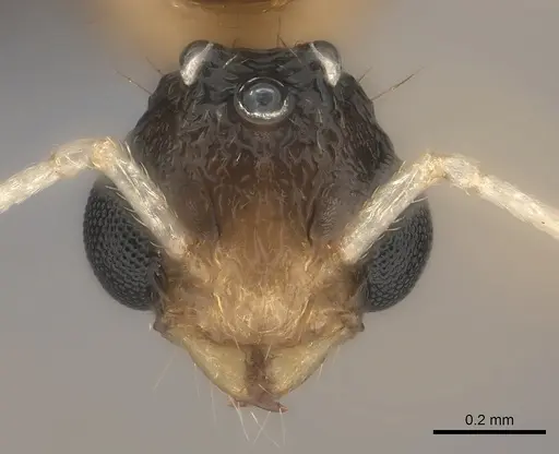 Tetramorium notiale specimen CASENT0235000 image casent0235000_2