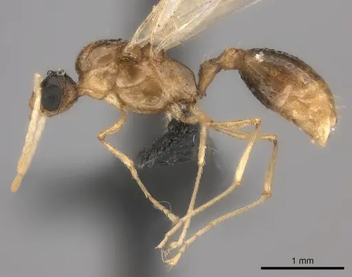 Tetramorium notiale specimen CASENT0235000 image casent0235000_3
