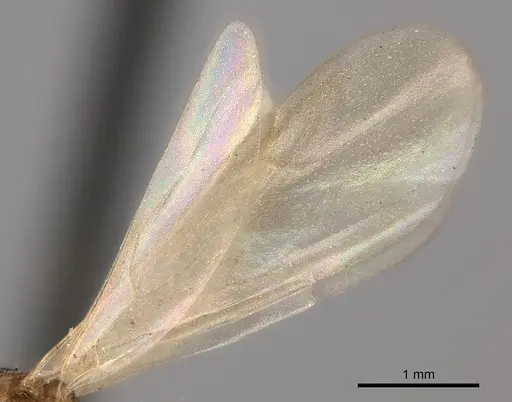 Tetramorium notiale specimen CASENT0235000 image casent0235000_4
