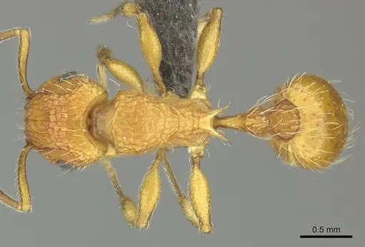 Tetramorium notiale specimen CASENT0249030 image casent0249030_1