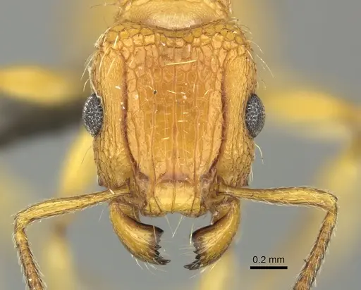 Tetramorium notiale specimen CASENT0249030 image casent0249030_2