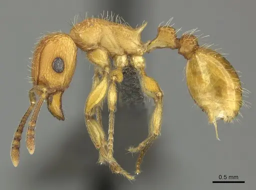Tetramorium notiale specimen CASENT0249030 image casent0249030_3