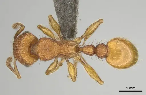 Tetramorium notiale specimen CASENT0255127 image casent0255127_1