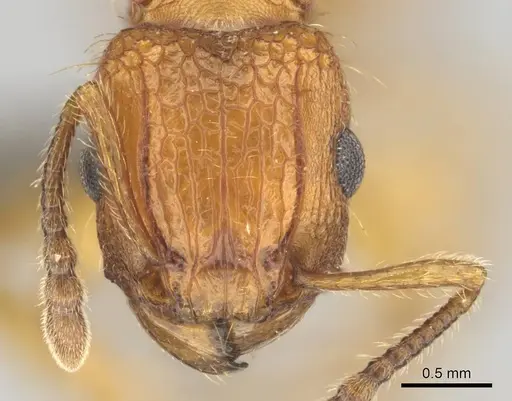 Tetramorium notiale specimen CASENT0255127 image casent0255127_2