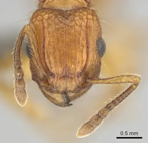 Tetramorium notiale specimen CASENT0255127 image casent0255127_3