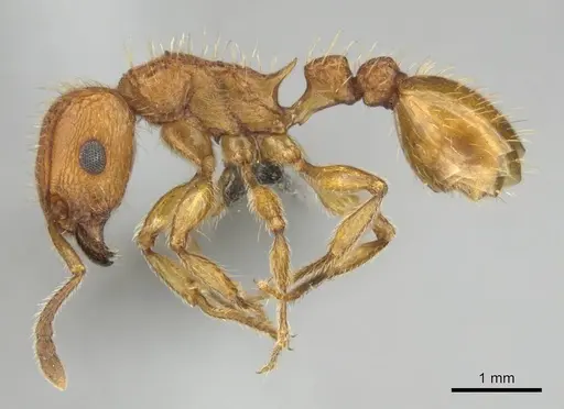 Tetramorium notiale specimen CASENT0255127 image casent0255127_4
