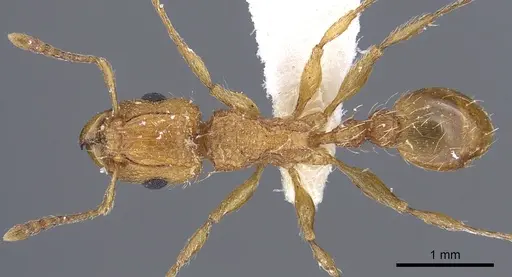 Tetramorium notiale specimen CASENT0901116 image casent0901116_1