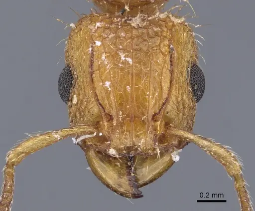 Tetramorium notiale specimen CASENT0901116 image casent0901116_2