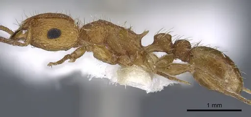 Tetramorium notiale specimen CASENT0901116 image casent0901116_3