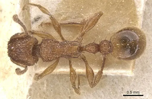 Tetramorium notiale specimen CASENT0915036 image casent0915036_1