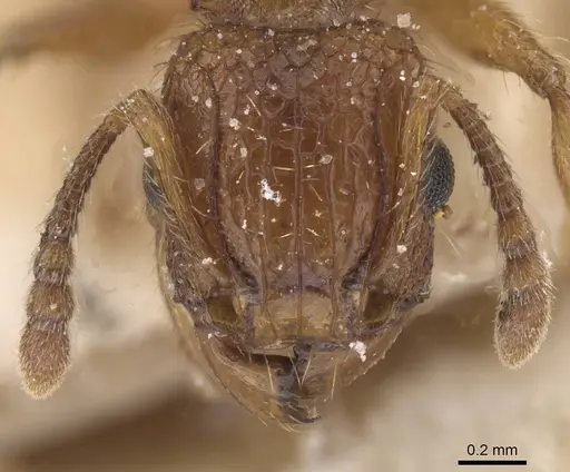 Tetramorium notiale specimen CASENT0915036 image casent0915036_2