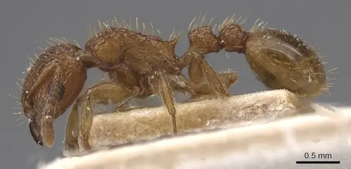Tetramorium notiale specimen CASENT0915036 image casent0915036_3