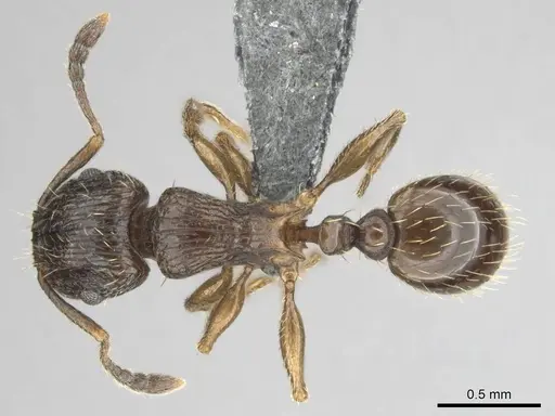 Tetramorium nube specimen CASENT0258927 image casent0258927_1