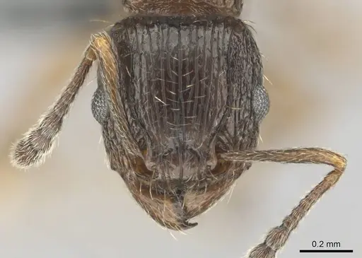 Tetramorium nube specimen CASENT0258927 image casent0258927_2