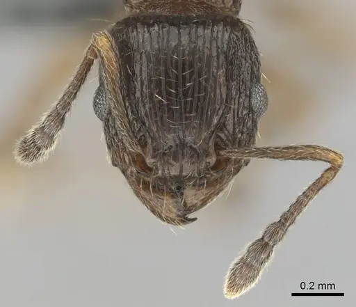 Tetramorium nube specimen CASENT0258927 image casent0258927_3