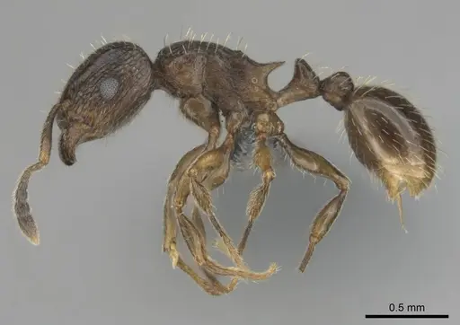 Tetramorium nube specimen CASENT0258927 image casent0258927_4