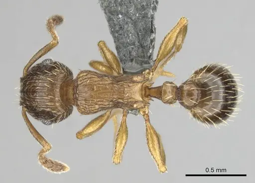 Tetramorium nube specimen CASENT0259006 image casent0259006_1