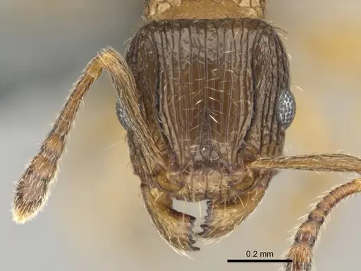 Tetramorium nube specimen CASENT0259006 image casent0259006_2