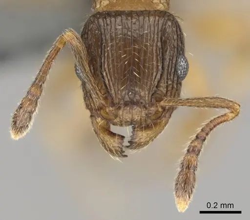 Tetramorium nube specimen CASENT0259006 image casent0259006_3