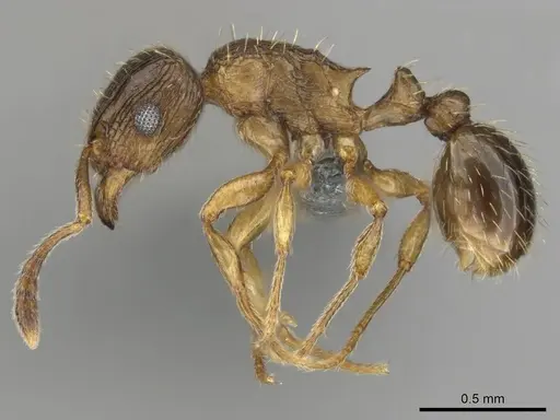 Tetramorium nube specimen CASENT0259006 image casent0259006_4