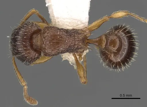 Tetramorium nube specimen CASENT0901120 image casent0901120_1