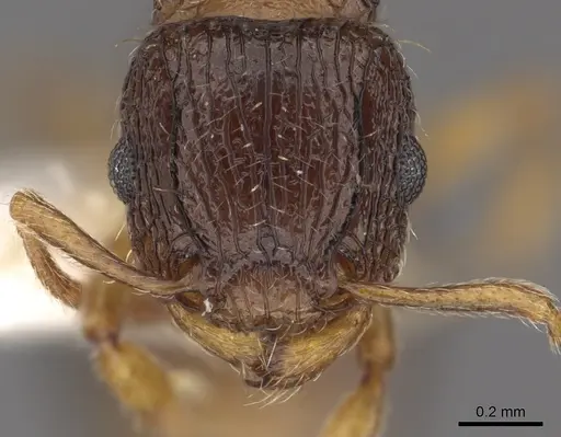 Tetramorium nube specimen CASENT0901120 image casent0901120_2
