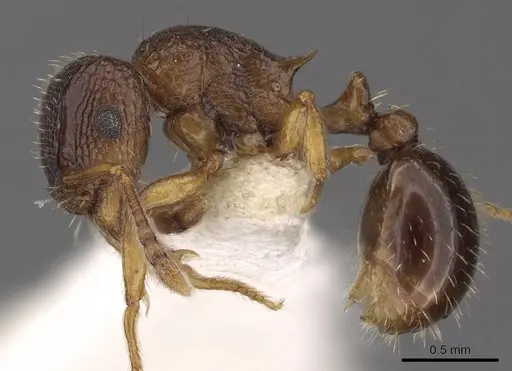 Tetramorium nube specimen CASENT0901120 image casent0901120_3