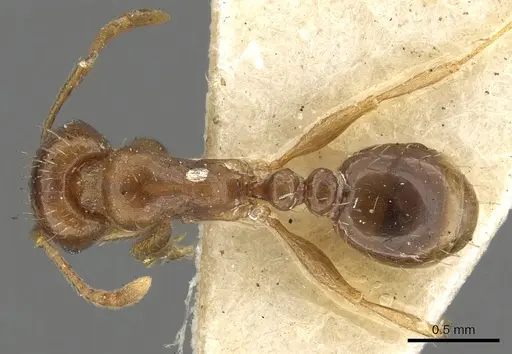 Tetramorium nursei specimen CASENT0901103 image casent0901103_1