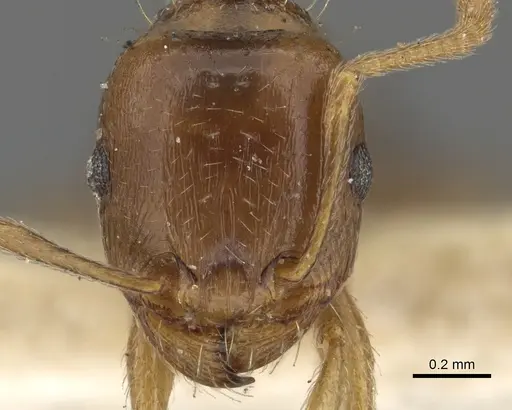 Tetramorium nursei specimen CASENT0901103 image casent0901103_2