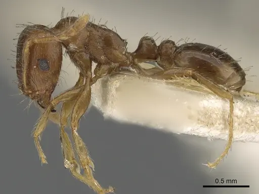 Tetramorium nursei specimen CASENT0901103 image casent0901103_3