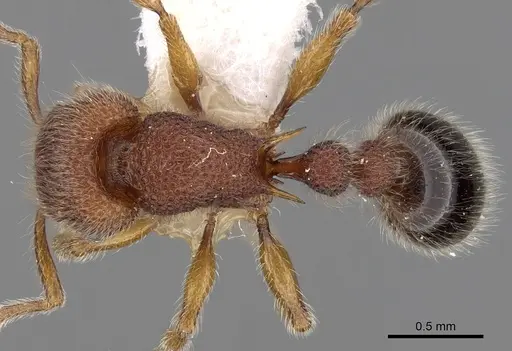 Tetramorium obesum specimen CASENT0280874 image casent0280874_1